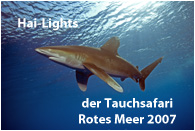 Tauchsafari Rotes Meer