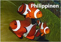 Philippinenimpressionen